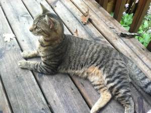 Cats never look hot.