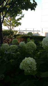 Part of St. Luke's 8th Floor Serenity Garden