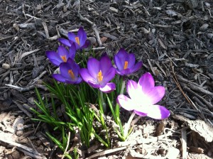 Early Spring 2015 048