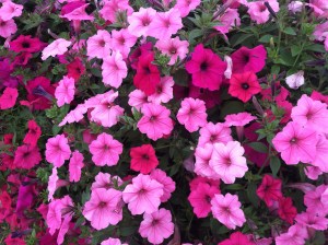 FallWinter2015Mostly 010