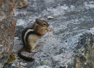 chipmunk-804573_960_720
